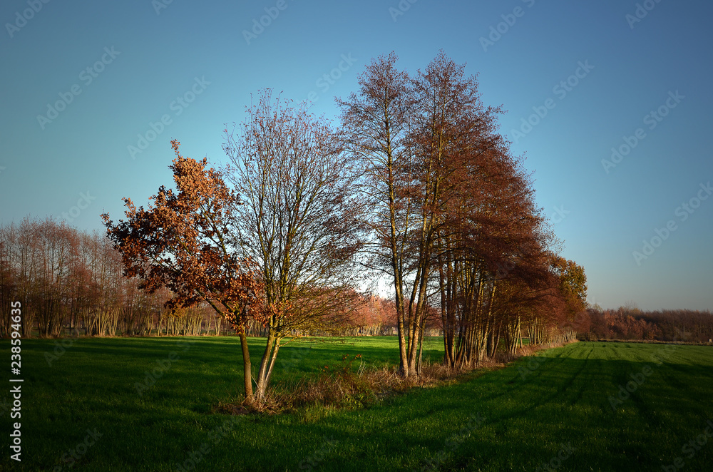 Obraz premium Bäume im Herbst