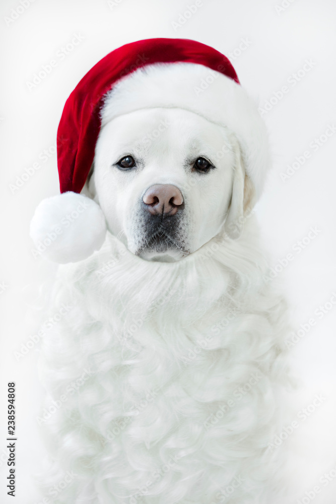 A White Labrador Retriever in a Santa Costume