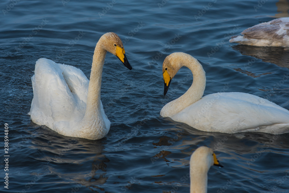 Naklejka premium Beautiful white whooping swans swimming in the nonfreezing winter lake. The place of wintering of swans, Altay, Siberia, Russia.