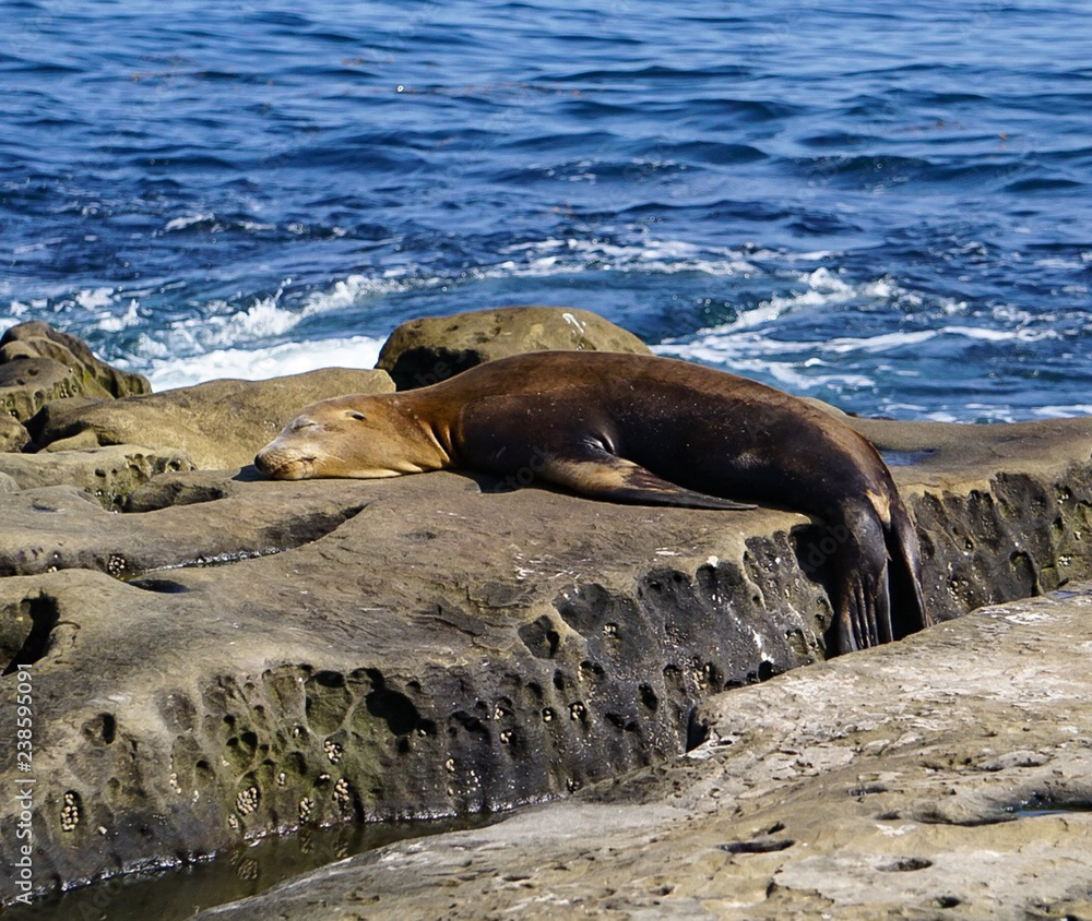 Fototapeta premium Sea Lion sleeping on the rocks