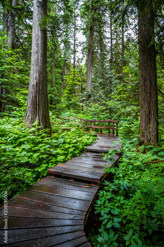 Giant Cedars Boardwalk Trail - Mount Revelstoke National Park