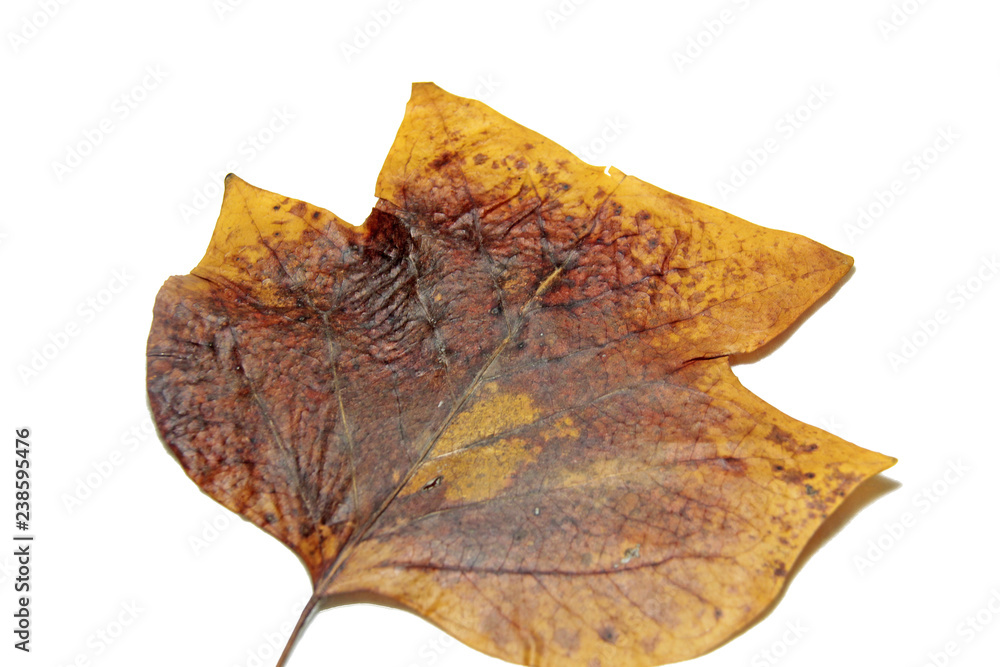 Fototapeta premium feuille de tulipier