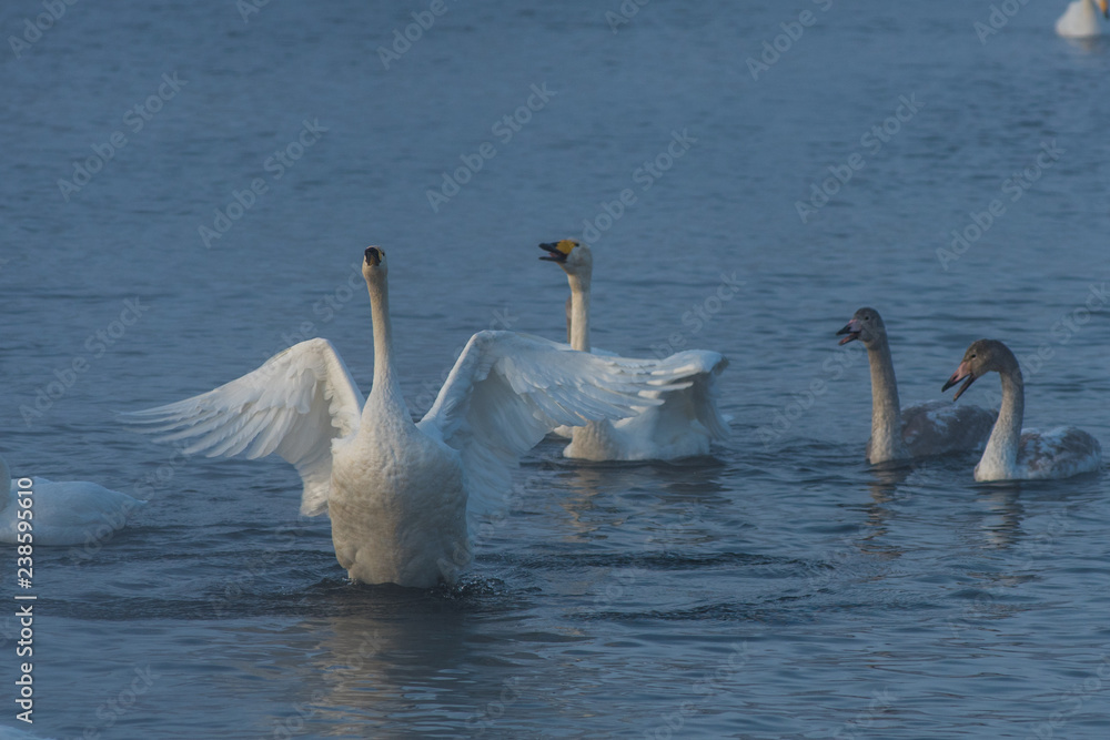 Fototapeta premium Beautiful white whooping swans swimming in the nonfreezing winter lake. The place of wintering of swans, Altay, Siberia, Russia.