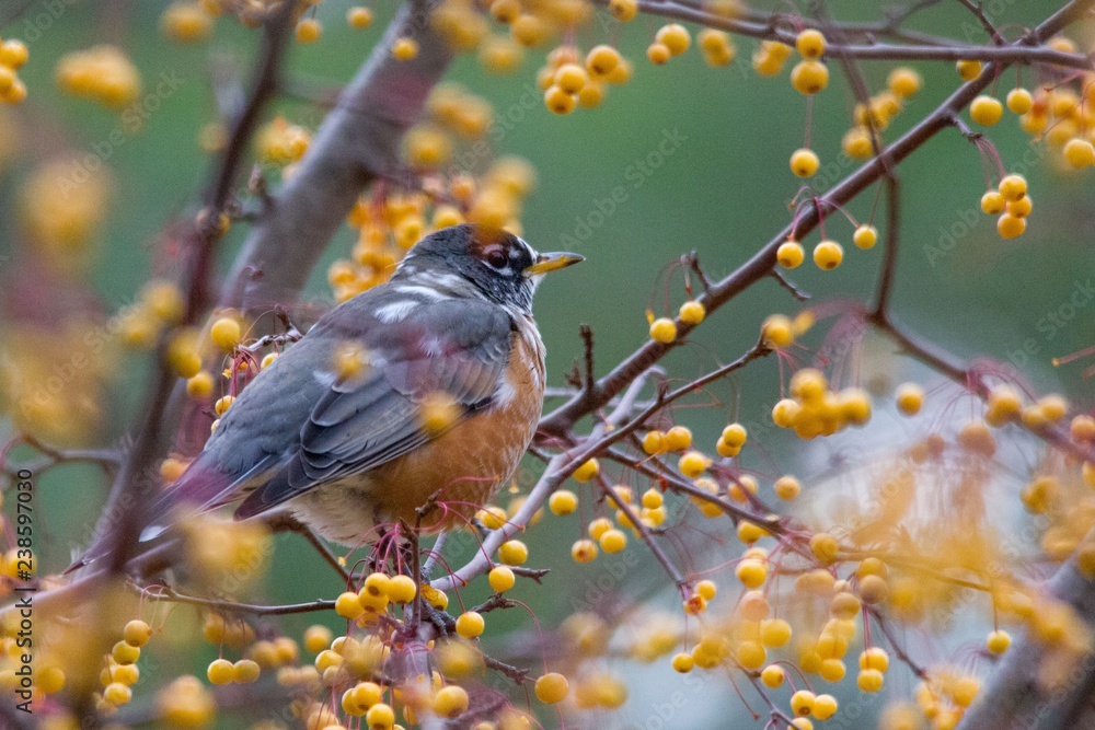 Robin in golden winterberry tree Robin in golden winterberry tree