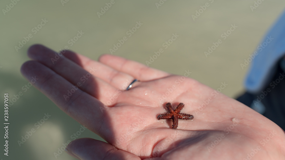 Obraz premium Small starfish in the palm of a hand