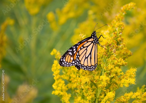 Wallpaper Mural Monarch butterfly on goldenrod Torontodigital.ca