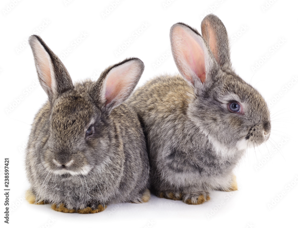 Obraz premium Gray rabbit isolated