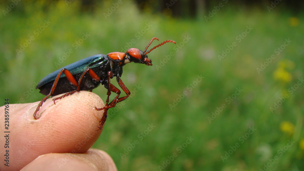 Naklejka premium Beetle Red beetle on the finger on forest background Beautiful insect on the hand Beetle as pet Veterinarian exotic Veterinarian wildlife Summer in the woods, forest. insects, insect, bugs,bug, animal
