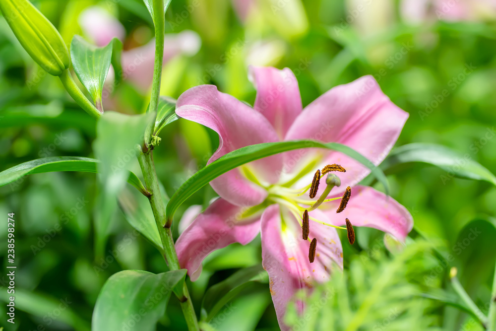 Lily in the garden on a nature background. Lily in the garden on a nature background.