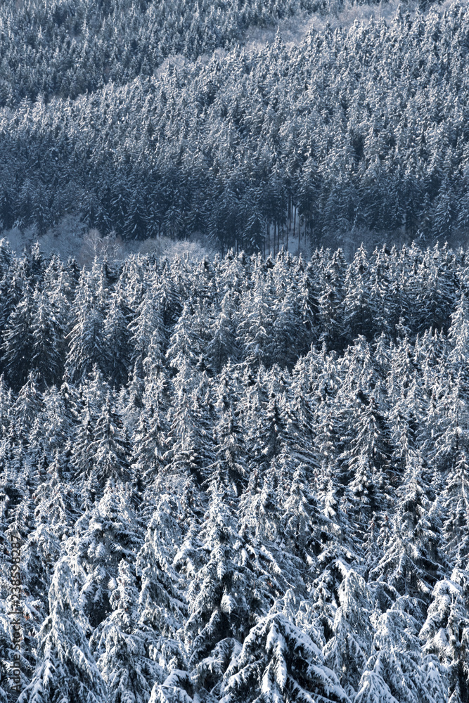 winter forest in the mountains. winter forest in the mountains.