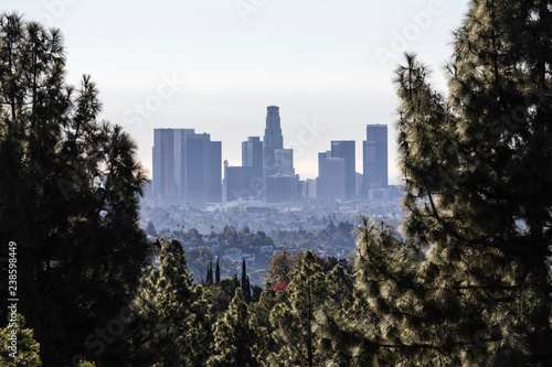 Skyline morning view of downtown Los Angeles through pine forest in popular Griffith Park near Hollywood, California.