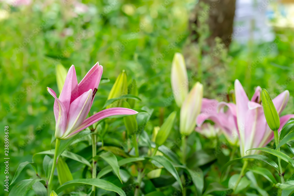 Lily in the garden on a nature background.