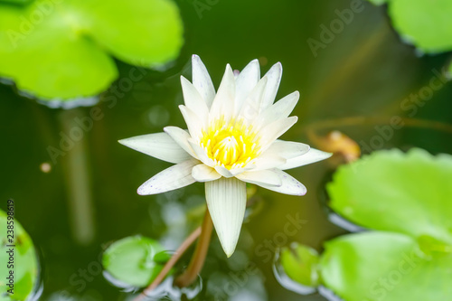 Lotus is many colors and beautiful in ponds  is a symbol of Buddhism.