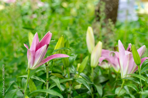 Fototapeta Naklejka Na Ścianę i Meble -  Lily in the garden on a nature background.