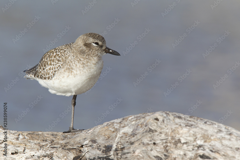  A black-bellied plover (Pluvialis squatarola) perched and resting in the sun on a branch above a shallow pond in Fort Myers Beach Florida.