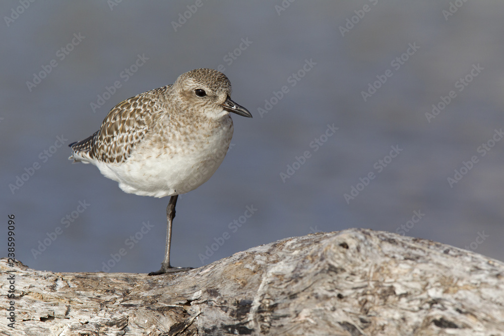 A black-bellied plover (Pluvialis squatarola) perched and resting in the sun on a branch above a shallow pond in Fort Myers Beach Florida. A black-bellied plover (Pluvialis squatarola) perched and resting in the sun on a branch above a shallow pond in Fort Myers Beach Florida.