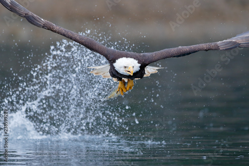 Bald eagle