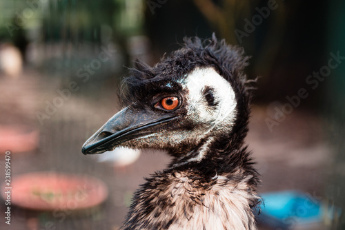 Head of funny emu in zoo photo