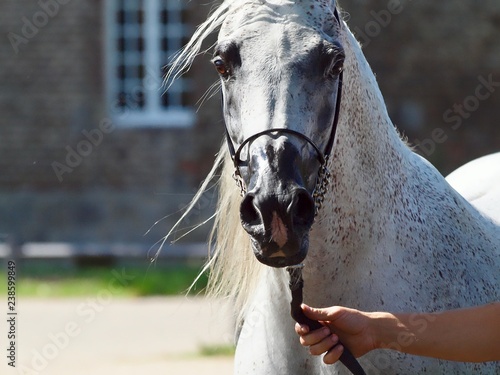 Edler ägyptischer Araber, weisses Pferd photo