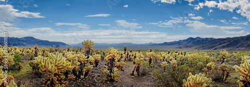 Joshua Tree Panorama  photo