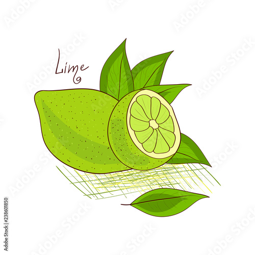 Lime. Sketch. Fruit. Citrus.