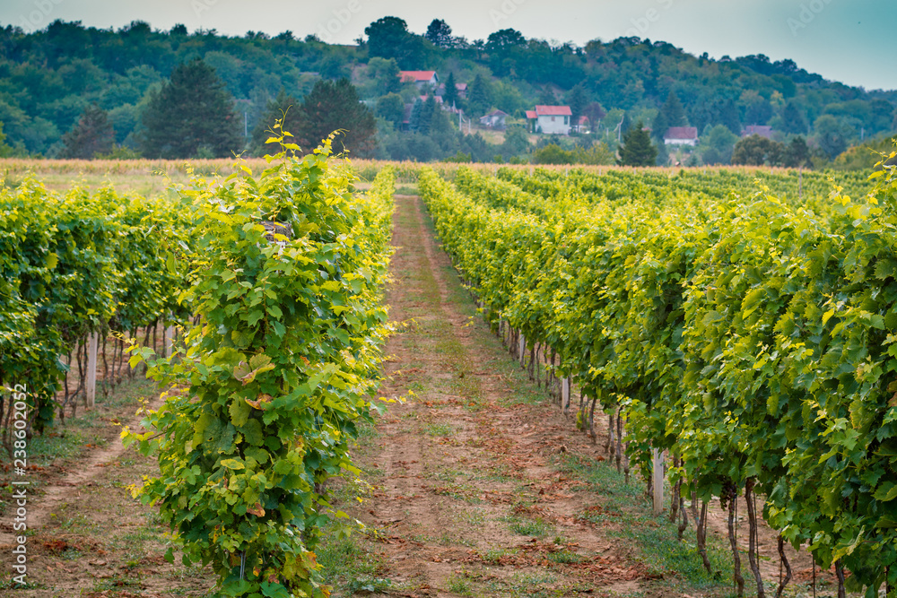 Obraz premium Grapes in vineyard