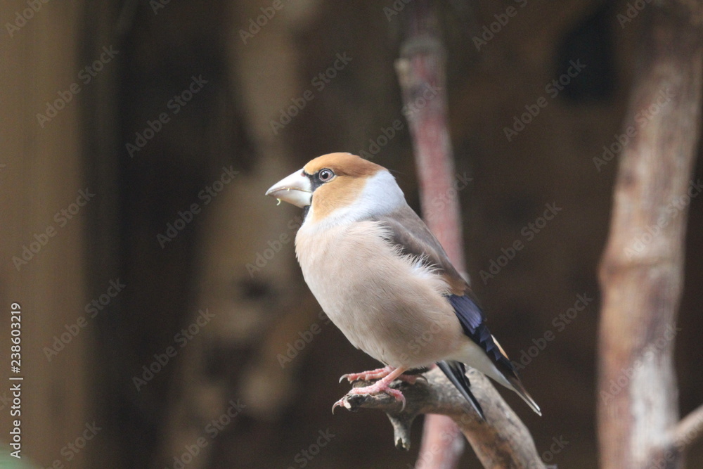 Fototapeta premium fotos de aves varias 