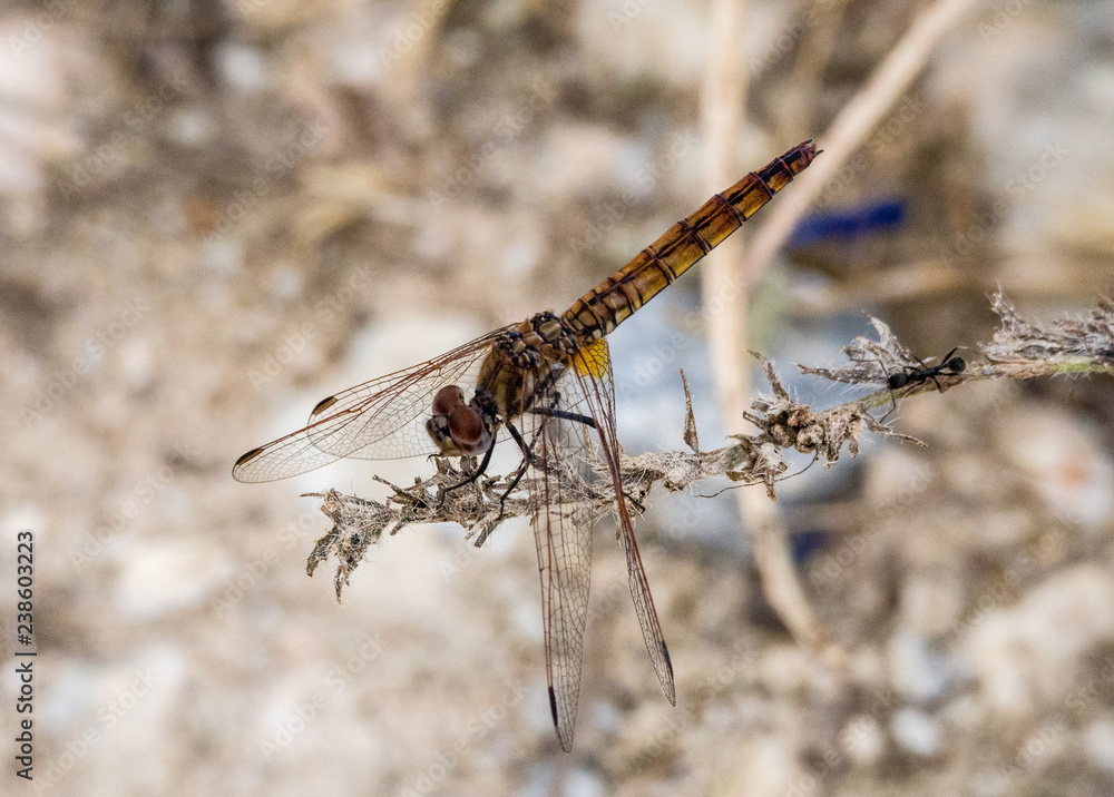 Trithemis annulata Female Violet Dropwing Trithemis annulata Female Violet Dropwing