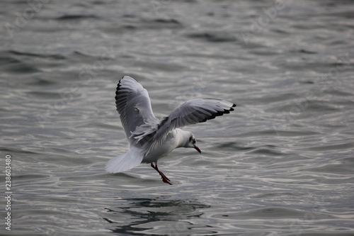 fotos de aves varias 