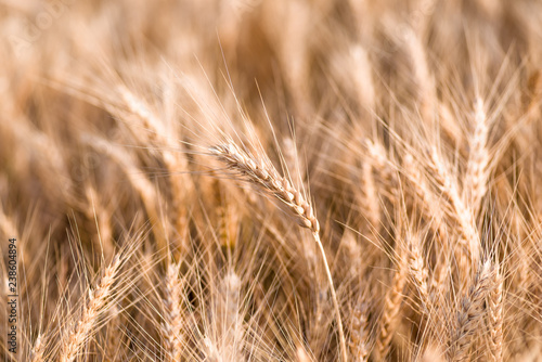 spikelets of ripe wheat close up, background