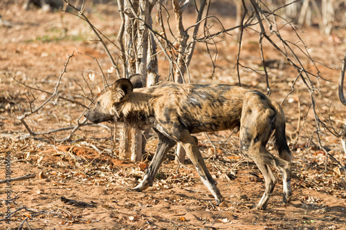 African wild dog walks to the river, Chobe National Park, Botswana.