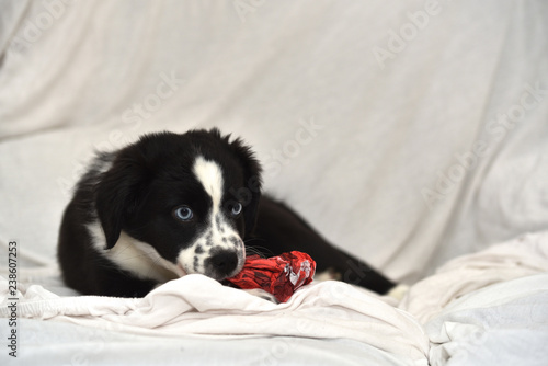 young dog puppy portrait © Dirk