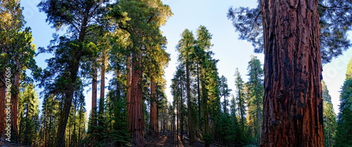 Riesenbaumwald Sequoia Nationalpark 