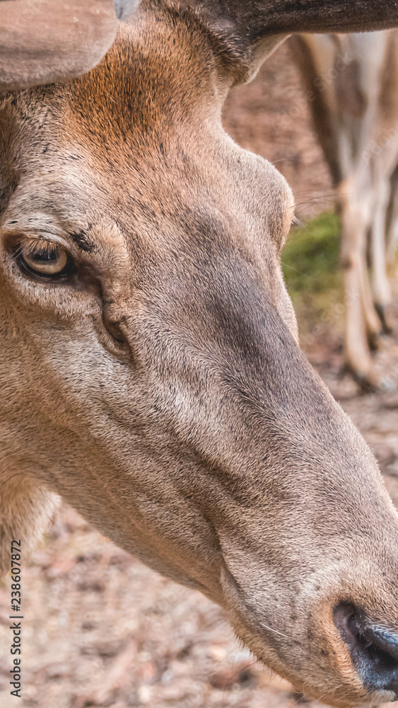 Fototapeta premium Smartphone HD wallpaper of portrait of a stag