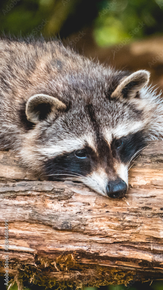 Smartphone HD wallpaper of racoon resting on a branch Smartphone HD wallpaper of racoon resting on a branch
