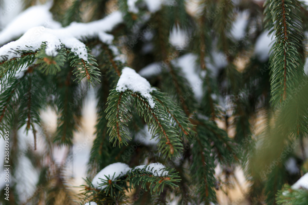 Fir branches under the first snow. Close up. Shallow focus. Fluffy fir tree brunch. Christmas wallpaper concept. Copy space Fir branches under the first snow. Close up. Shallow focus. Fluffy fir tree brunch. Christmas wallpaper concept. Copy space