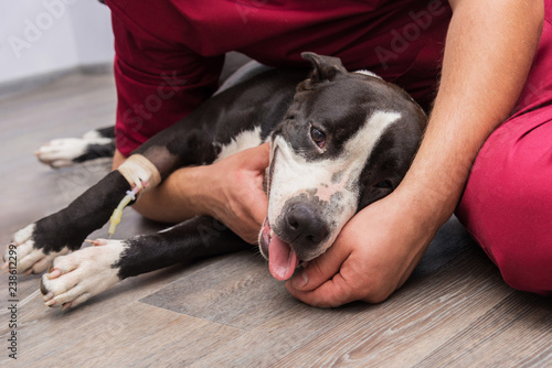 The veterinarian sets the drip, catheter the dog