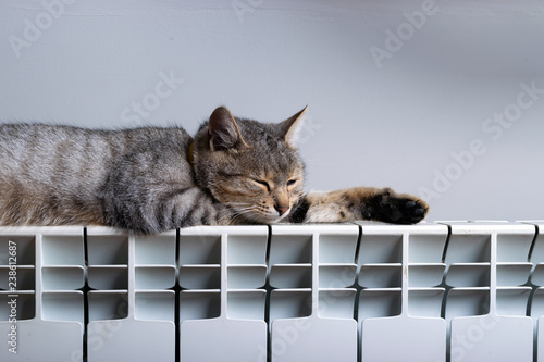 A tiger cat relaxing on a warm radiator