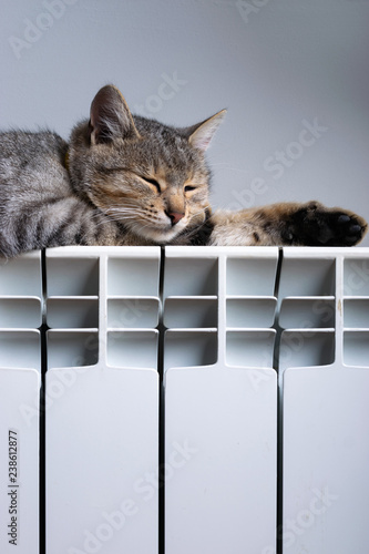 A tiger cat relaxing on a warm radiator