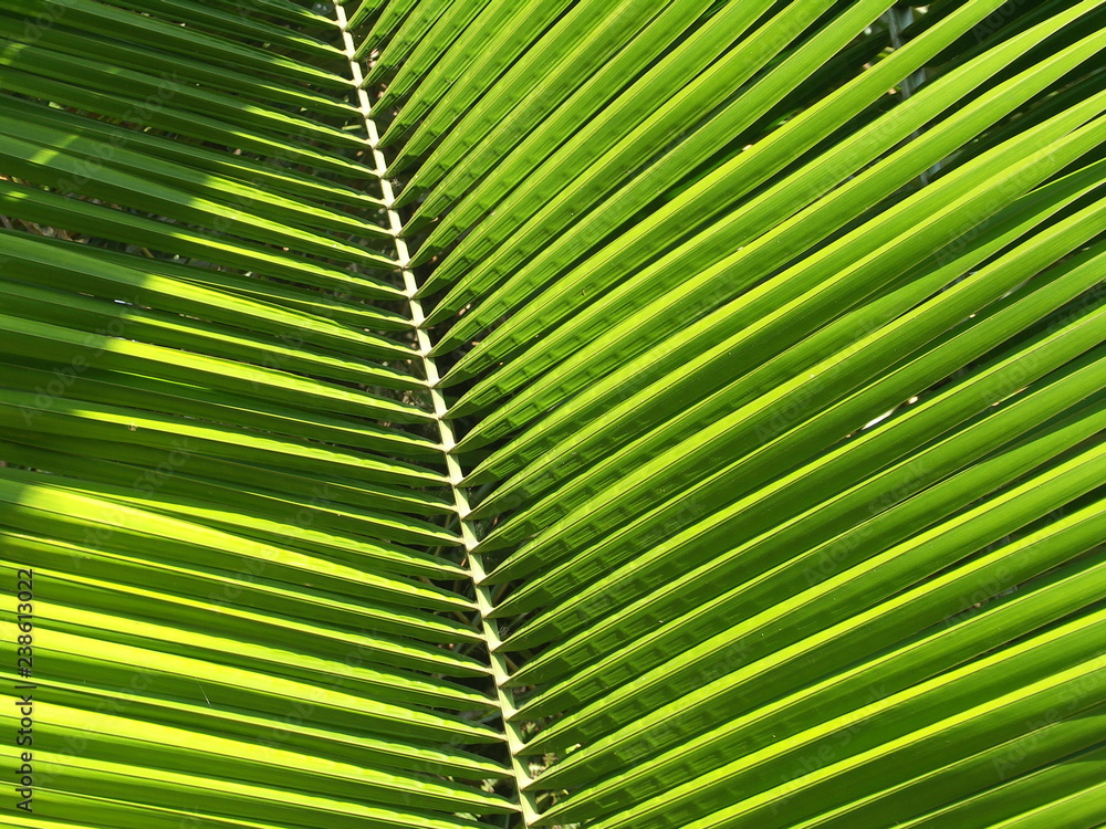Palm leaf - Ubatuba Palm leaf - Ubatuba