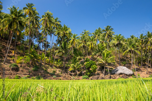 Wallpaper Mural Green rice field in India Torontodigital.ca