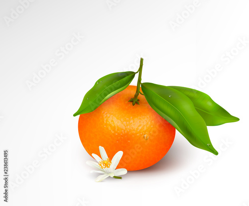 Single citrus fruit mandarin or tangerine on branch with green leaves with water drops and white blossoming flower isolated on a white background. Realistic Vector Illustration