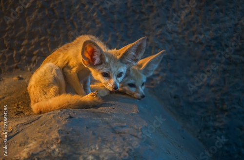Fennec fox at the zoo in Thailand.