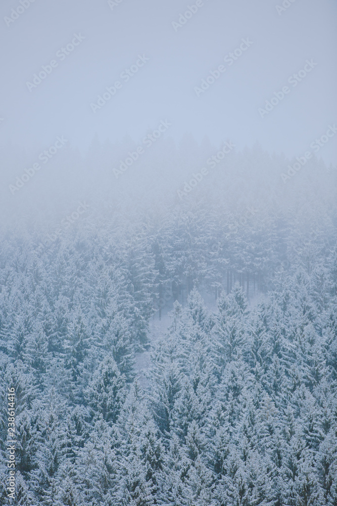 Aerial of a snow covered forest Aerial of a snow covered forest