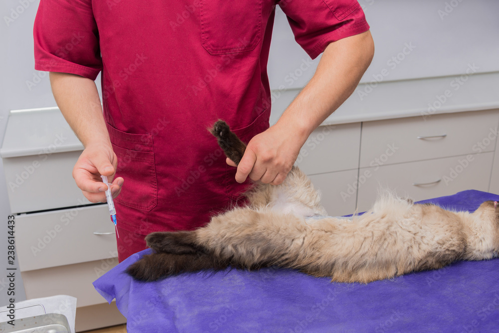 A veterinarian at a veterinary clinic castrates a cat A veterinarian at a veterinary clinic castrates a cat