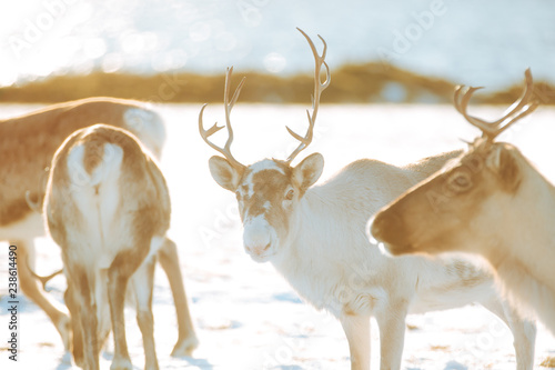 Antelopes
