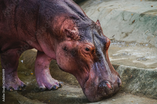 Big hippopotamus at the zoo.