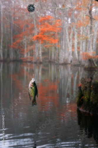 Mechanical Fisher Automatic Fishing Reel. Black crappie ( Pomoxis nigromaculatus). Beautiful bald cypress trees in autumn rusty-colored foliage. Chicot State Park, Louisiana, US
