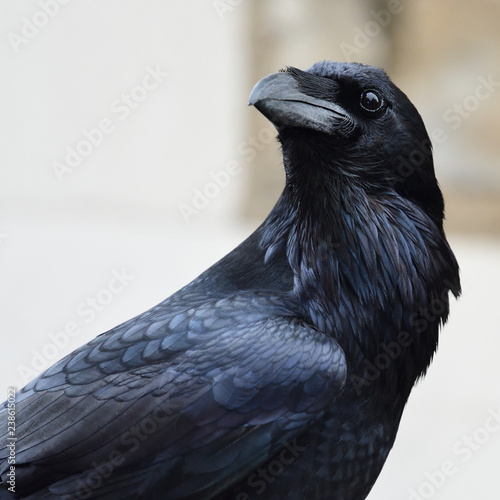 Photography Close up of a common raven (corvus corax)
