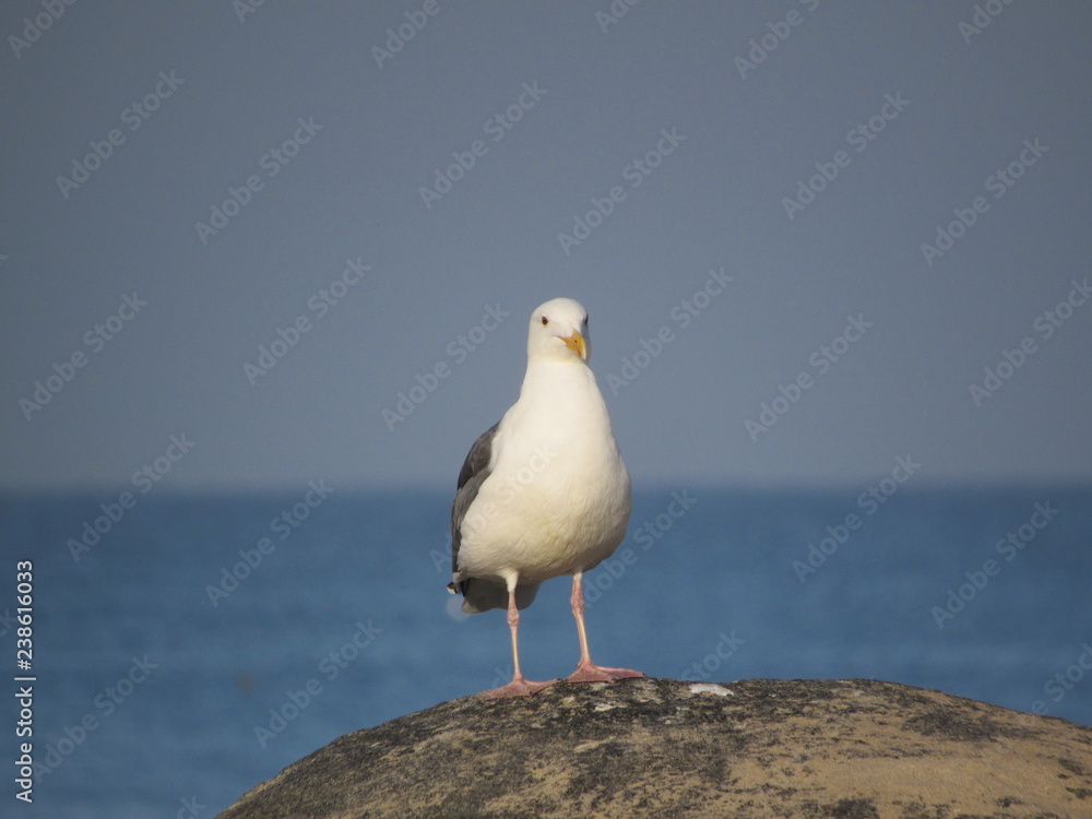 seagull on a rock